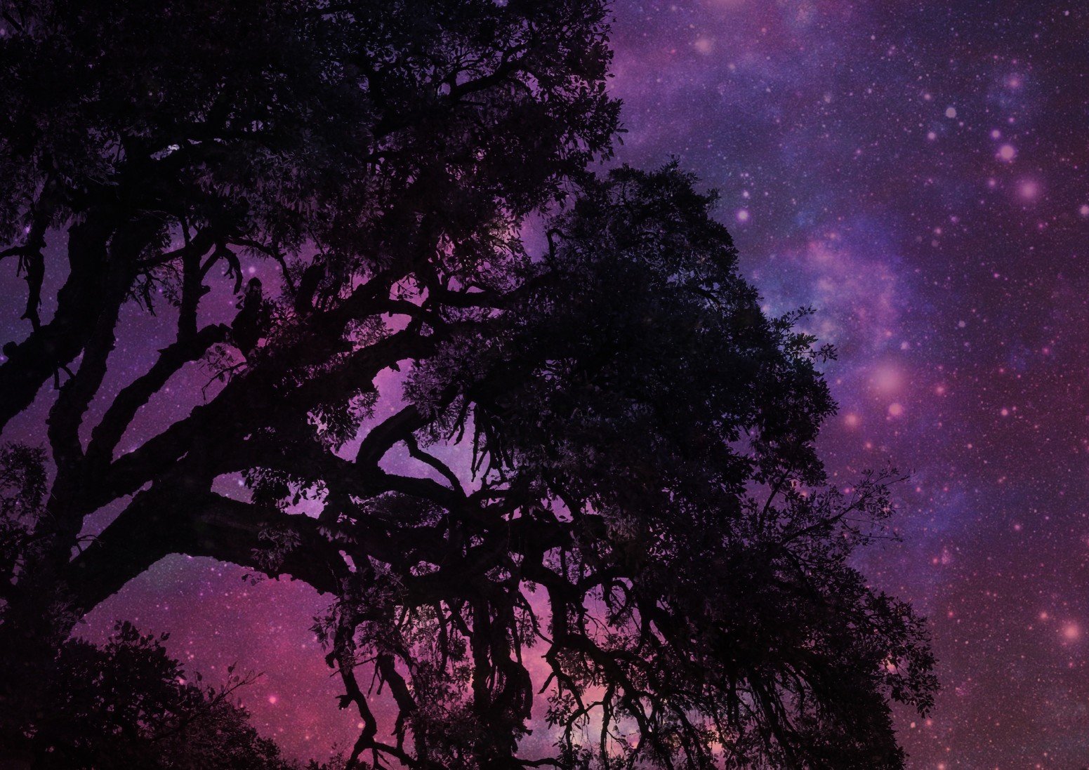 Tree silhouette against an amazing sky