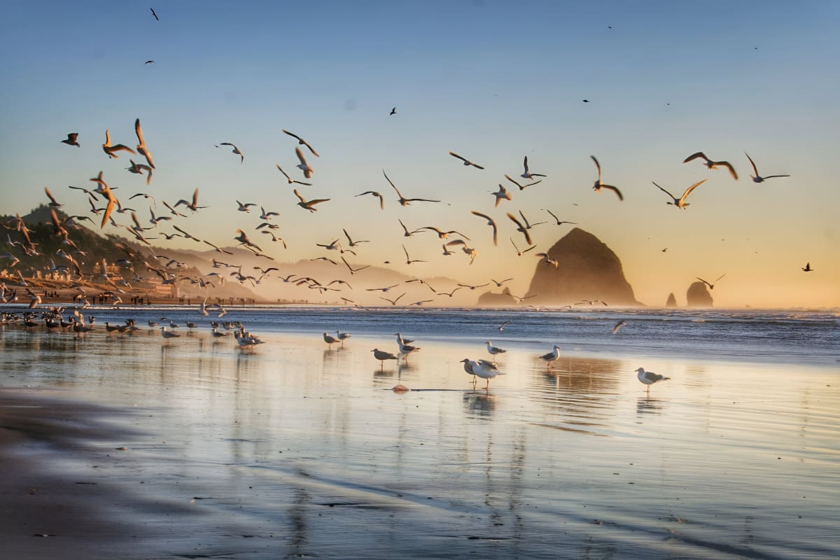 Seagulls at the beach during sunset